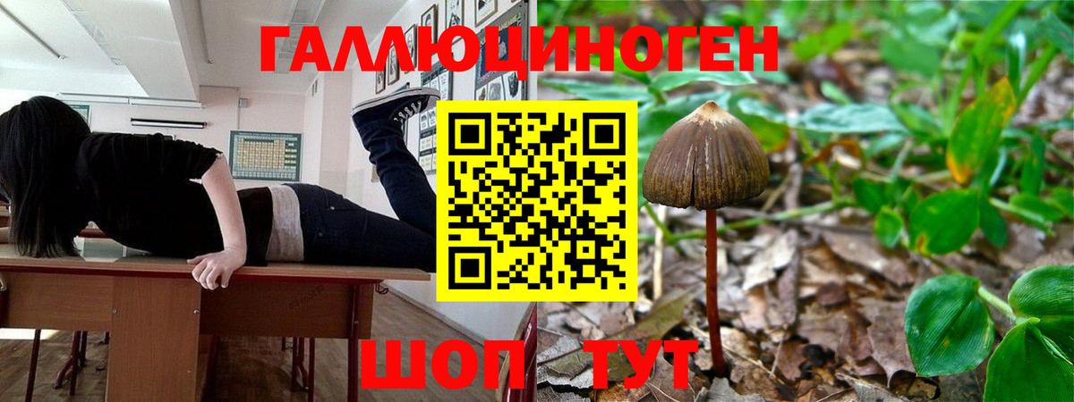 Галлюциногенные грибы Psilocybe Аксай